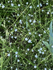 Campanula aparinoides