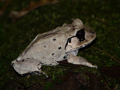 Atlantic Broad-Headed Litter Frog photo 4