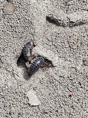 Rossiulus kessleri