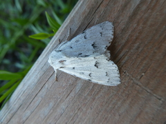 Acronicta innotata