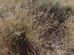 Eragrostis echinochloidea