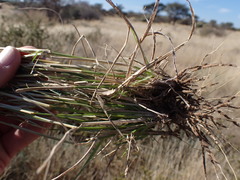 Eragrostis echinochloidea