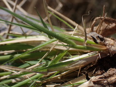 Eragrostis echinochloidea