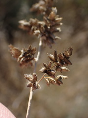 Eragrostis echinochloidea