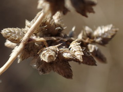 Eragrostis echinochloidea