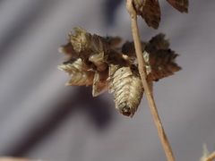 Eragrostis echinochloidea