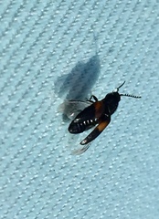 Drapetes mordelloides