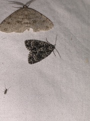 Acronicta fragilis