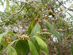 Morinda royoc