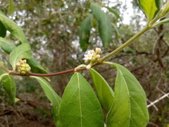Morinda royoc