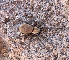 Asemesthes subnubilus