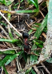 Formica pratensis