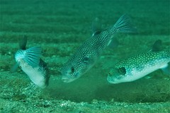 Arothron firmamentum