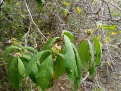 Morinda royoc