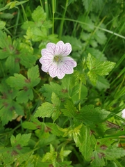 Geranium × oxonianum