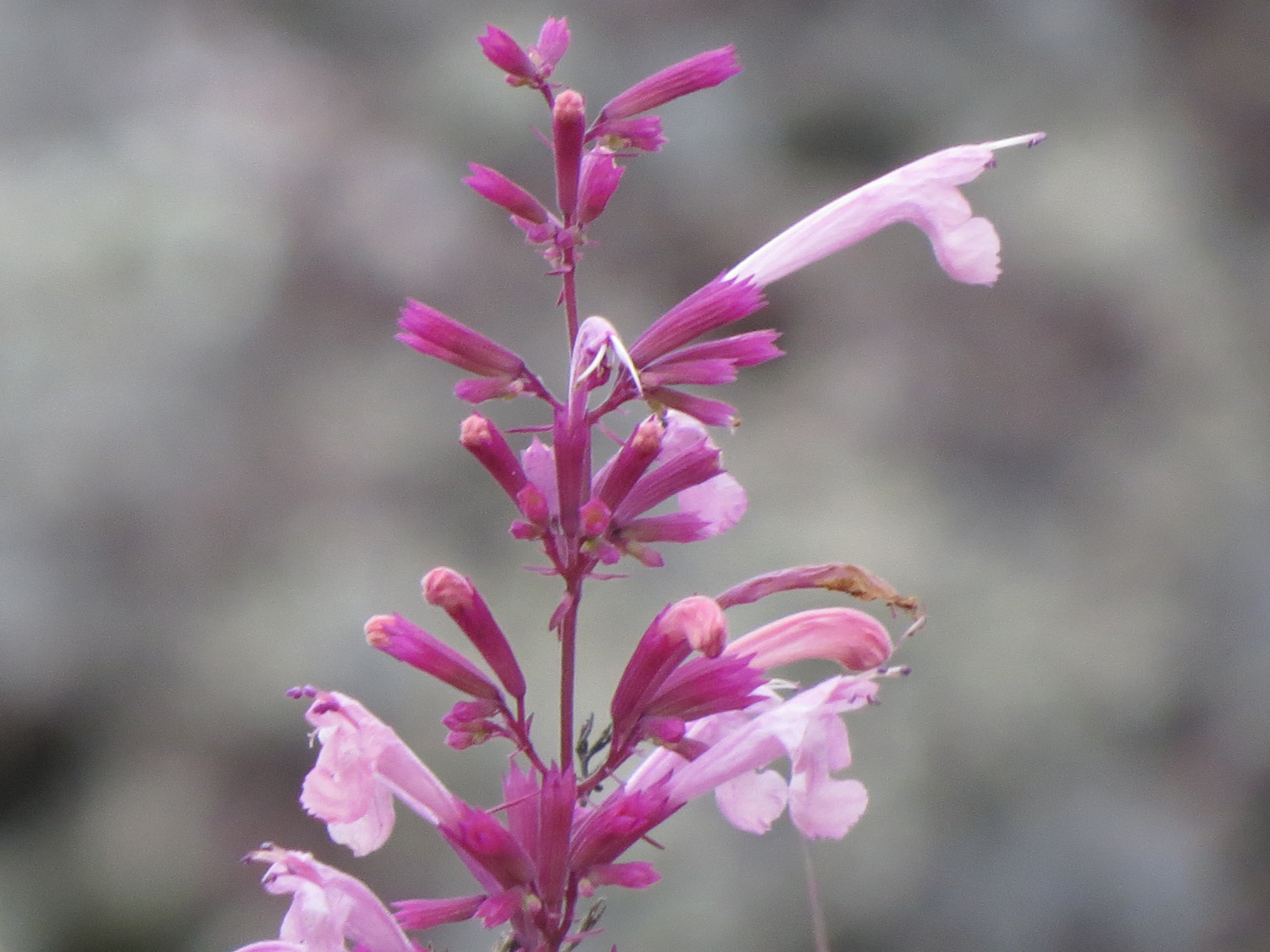 Agastache pallida