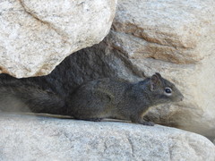 Sciurotamias davidianus