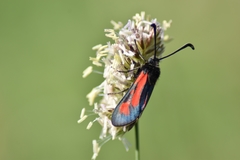 Zygaena punctum
