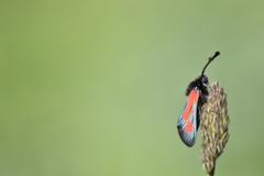 Zygaena punctum