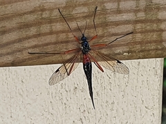 Tanyptera