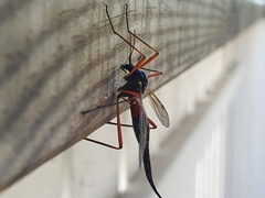 Tanyptera