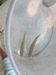 Rhinichthys atratulus