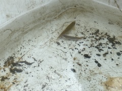 Rhinichthys atratulus