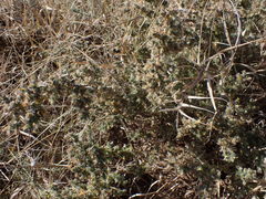 Melolobium candicans