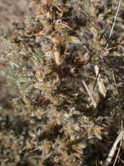 Melolobium candicans