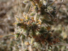 Melolobium candicans