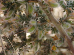 Melolobium candicans
