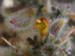 Melolobium candicans