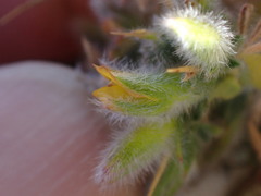 Melolobium candicans