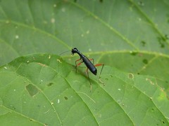 Neocollyris bonellii