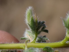 Melolobium candicans