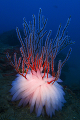Sepioteuthis lessoniana