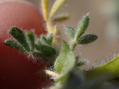 Melolobium candicans