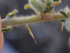 Melolobium candicans