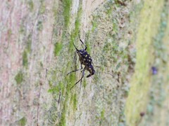 Litocerus