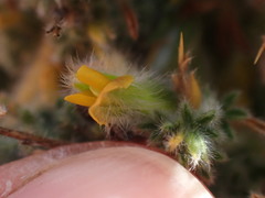 Melolobium candicans