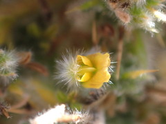 Melolobium candicans