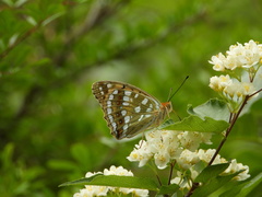 Argynnis vorax