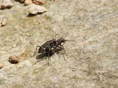 Cicindela gemmata