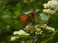 Argynnis vorax