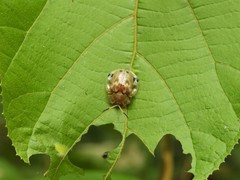 Basiprionota angusta