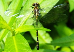 Stylogomphus sigmastylus