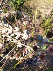 Mimosa lanuginosa