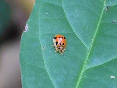 Basiprionota decemmaculata