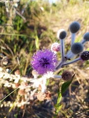 Mimosa lanuginosa