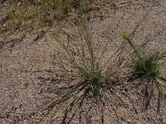 Eragrostis echinochloidea